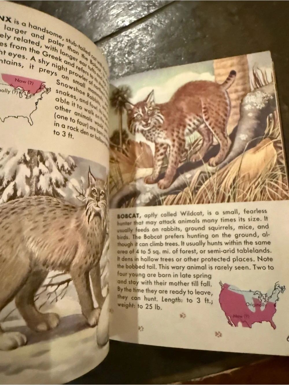 VTG Mammals: A Golden Nature Guide - Yellow Illustrated Cover
